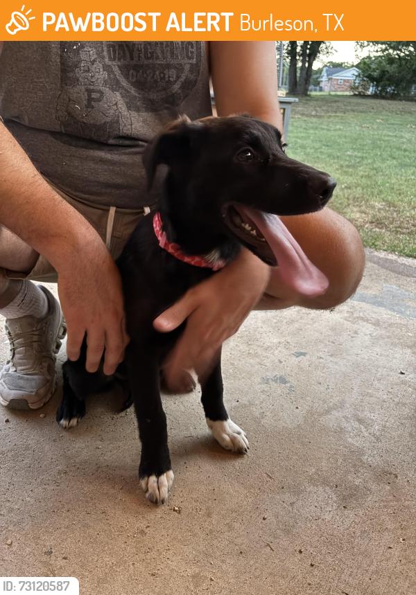 Found/Stray Female Dog last seen Colonial Pkwy and CR 527 in Burleson, Burleson, TX 76028