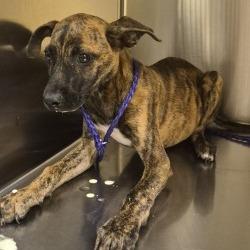 Shelter Stray Male Dog last seen , 3428 S Jenkins Ave, Norman, OK 73072, USA