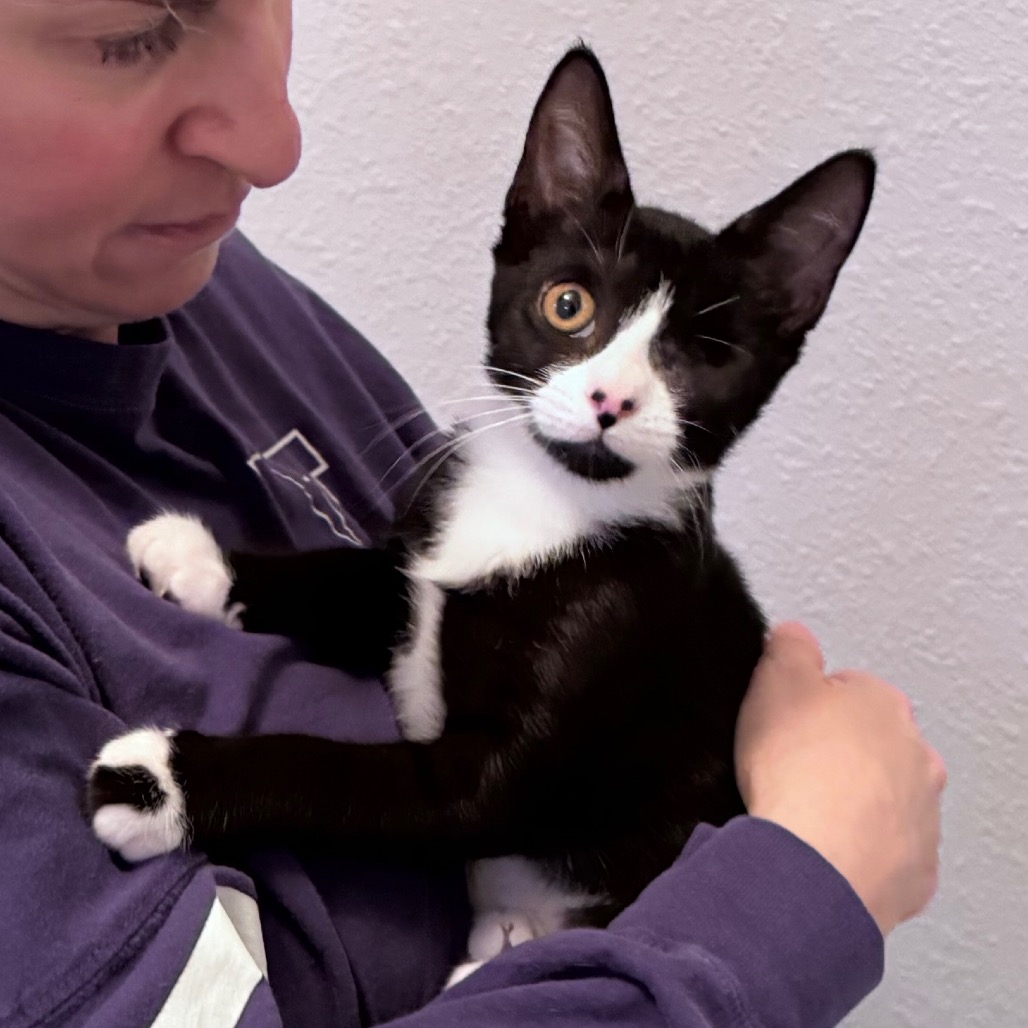 Shelter Stray Male Cat last seen , 8020 Washington St, Port Richey, FL 34668, USA