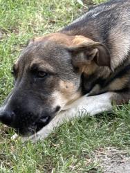 Found/Stray Male Dog last seen AB Davis Park, Lubbock, TX 79401