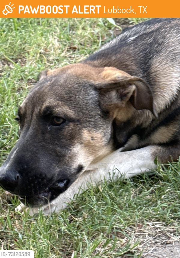 Found/Stray Male Dog last seen AB Davis Park, Lubbock, TX 79401
