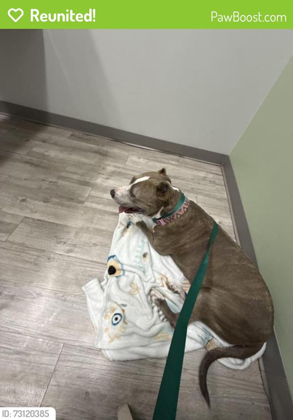 Reunited Female Dog last seen Near SW 312th St. hmstd, FL 33030, Homestead, FL 33030