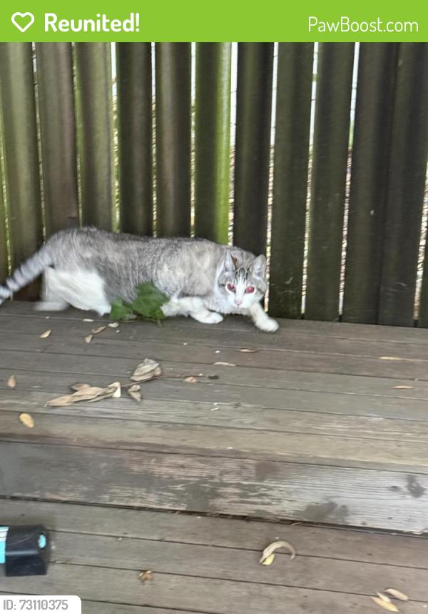Reunited Unknown Cat last seen NE 30th and Emerson, Portland Oregon, Portland, OR 97211