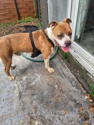 Found/Stray Male Dog last seen 16th and 31st st, Fort Lauderdale, FL 33312