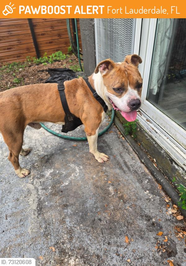 Found/Stray Male Dog last seen 16th and 31st st, Fort Lauderdale, FL 33312