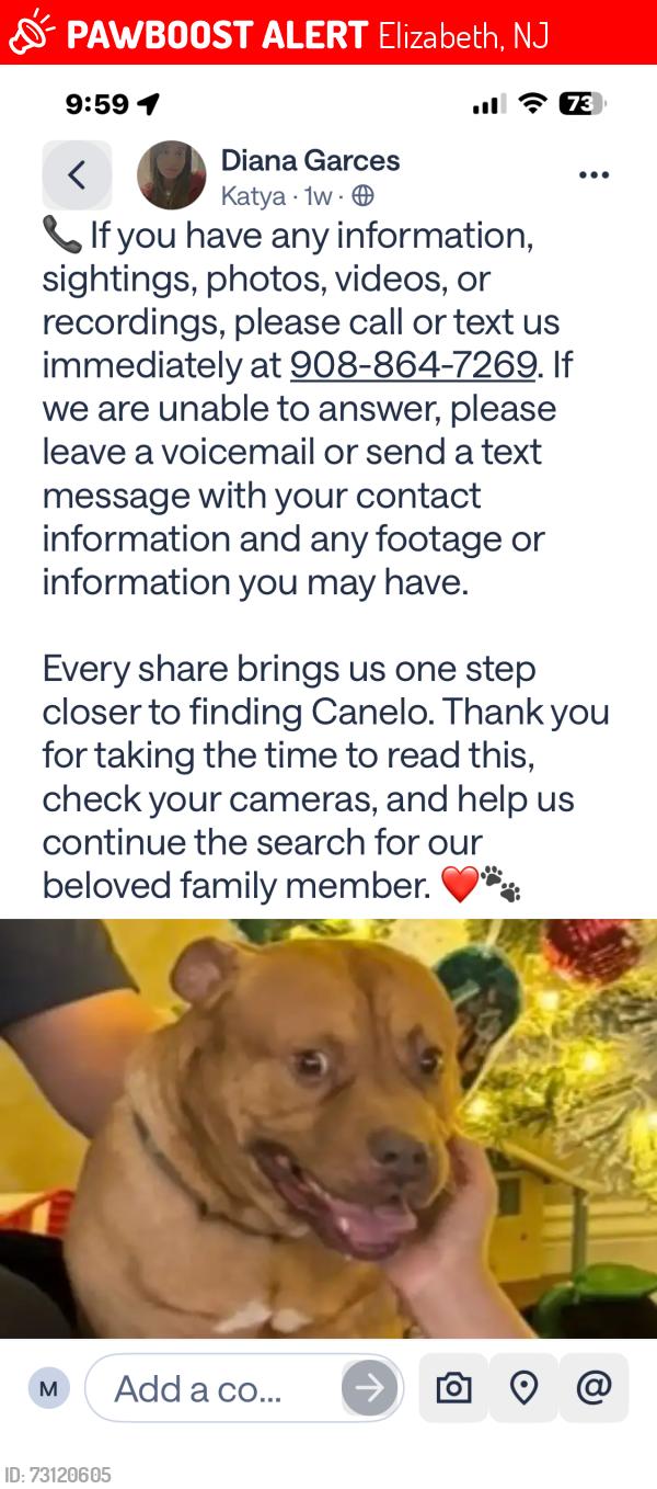 Lost Male Dog last seen hamilton av/cross av in elisabeth nj, Elizabeth, NJ 07207