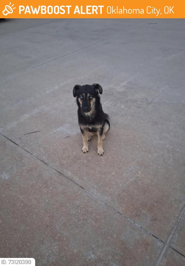 Found/Stray Unknown Dog last seen sw 29th and S ann arbor, Oklahoma City, OK 73128