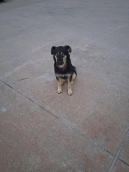 Found/Stray Unknown Dog last seen sw 29th and S ann arbor, Oklahoma City, OK 73128