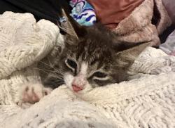 Found/Stray Male Cat last seen Chickasaw gardens, Memphis, TN 38111