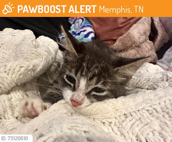 Found/Stray Male Cat last seen Chickasaw gardens, Memphis, TN 38111