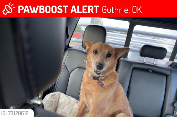 Lost Female Dog last seen E forrest hills and Lazy E Dr, Guthrie, OK 73044