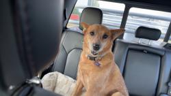 Lost Female Dog last seen E forrest hills and Lazy E Dr, Guthrie, OK 73044