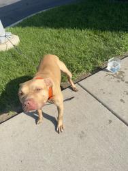 Found/Stray Male Dog last seen 95th and Colfax ave, Chicago, IL 60617