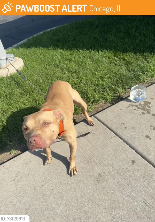 Found/Stray Male Dog last seen 95th and Colfax ave, Chicago, IL 60617
