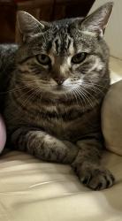 Lost Female Cat last seen Lynnstone Court/Beverly/Avon, Asheville, NC 28805