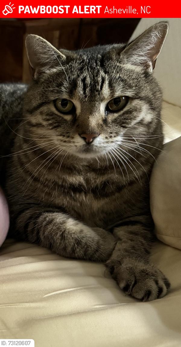 Lost Female Cat last seen Lynnstone Court/Beverly/Avon, Asheville, NC 28805