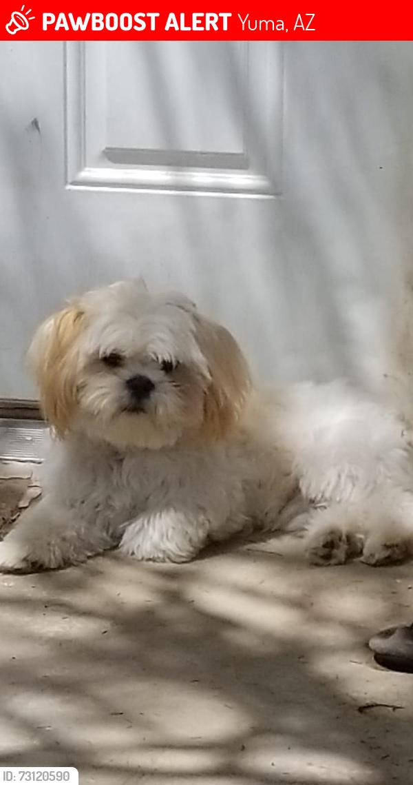 Lost Male Dog last seen Clementine & Spur drive, Yuma, AZ 85365