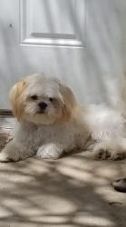 Lost Male Dog last seen Clementine & Spur drive, Yuma, AZ 85365
