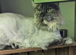 Reunited Female Cat last seen Pinehurst Ln, Neenah, WI 54956, USA, Neenah, WI 54956