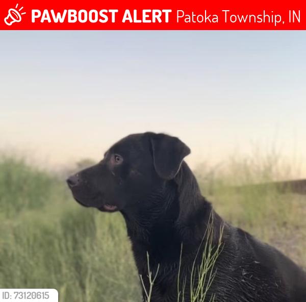 Lost Male Dog last seen Gilliatt Grove, potoka lake, Patoka Township, IN 47116