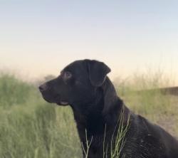 Lost Male Dog last seen Gilliatt Grove, potoka lake, Patoka Township, IN 47116