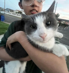 Lost Male Cat last seen Near eleven, Garden Grove, CA 92842