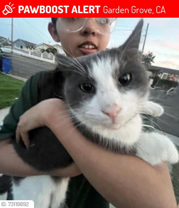 Lost Male Cat last seen Near eleven, Garden Grove, CA 92842