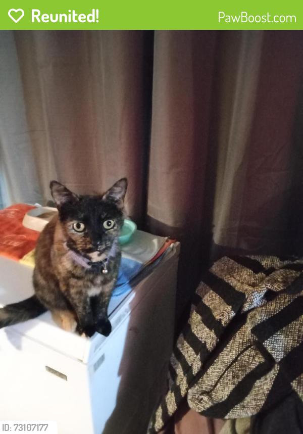 Reunited Female Cat last seen U.S. 1, Mims, FL 32754