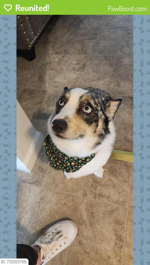 Reunited Male Dog last seen Near East Columbia Ave Spartanburg SC, Spartanburg, SC 29306