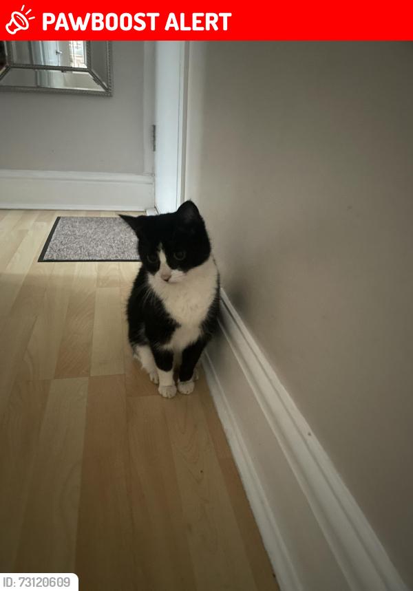 Lost Female Cat last seen Sutton court rd, Chiswick, England W4 4QL