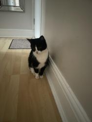Lost Female Cat last seen Sutton court rd, Chiswick, England W4 4QL