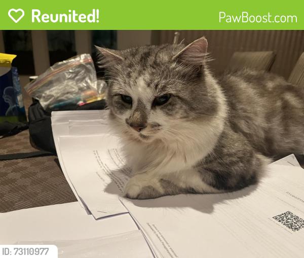 Reunited Male Cat last seen Oakleigh road carnegie, Carnegie, VIC 3163
