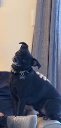 Lost Male Dog last seen Strathcona Street and King Street, Hamilton, ON 