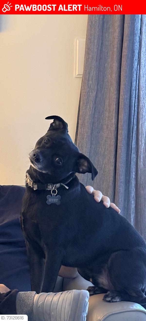 Lost Male Dog last seen Strathcona Street and King Street, Hamilton, ON 