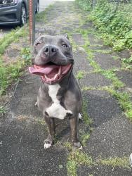 Reunited Female Dog last seen Near the zoo, Pittsburgh, PA 15206