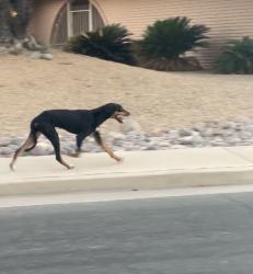 Found/Stray Unknown Dog last seen Acacia Dr. & Willowbrook Dr., Sun City, AZ 85373