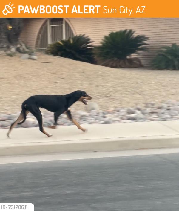 Found/Stray Unknown Dog last seen Acacia Dr. & Willowbrook Dr., Sun City, AZ 85373