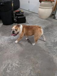 Reunited Female Dog last seen S Mohican Dr and E 8th St Ct S Independence Mo 64056, Independence, MO 64056