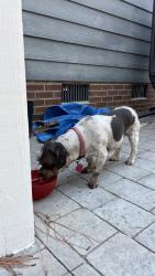 Reunited Female Dog last seen Masterpiece Dr, Hope Mills, Nc, Gray's Creek, NC 28348