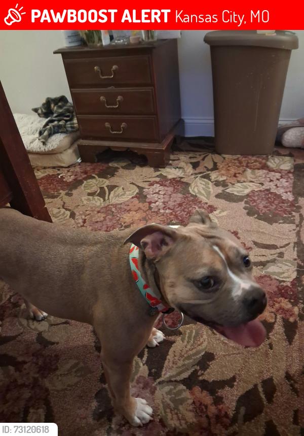Lost Female Dog last seen Near and Vine kcmo, Kansas City, MO 64108