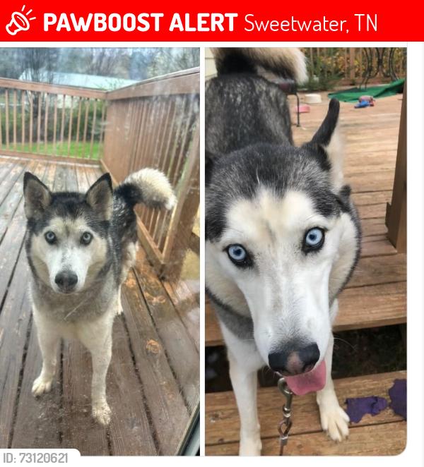Lost Female Dog last seen Hawkins and 322, Sweetwater, TN 37874