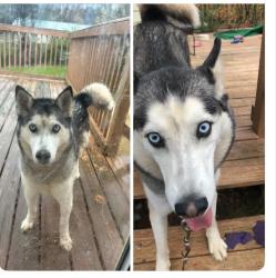 Lost Female Dog last seen Hawkins and 322, Sweetwater, TN 37874