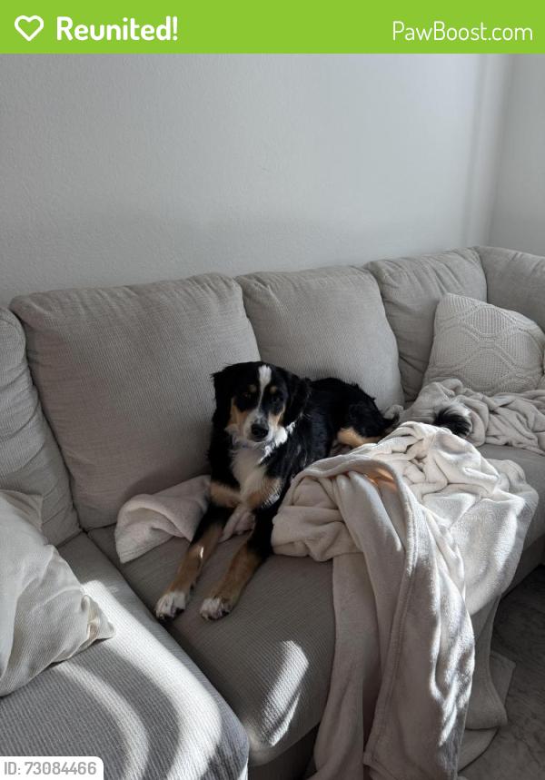 Reunited Male Dog last seen Hwy 75 and 91, Denison, TX 75020