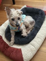 Reunited Male Dog last seen Barrett And Tuller Ave, El Cerrito, CA 94530