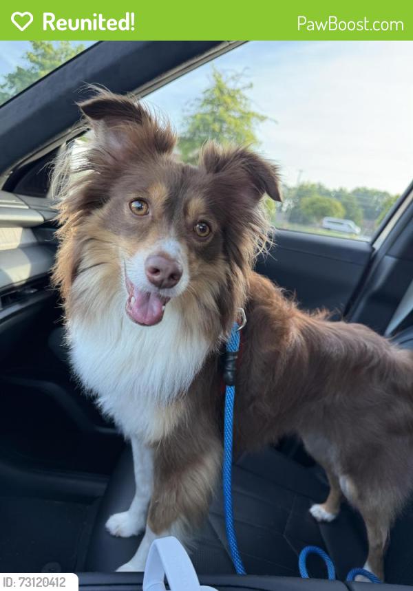 Reunited Female Dog last seen Terrell Mill Road and Somerset Subdivision, Cobb County, GA 30067