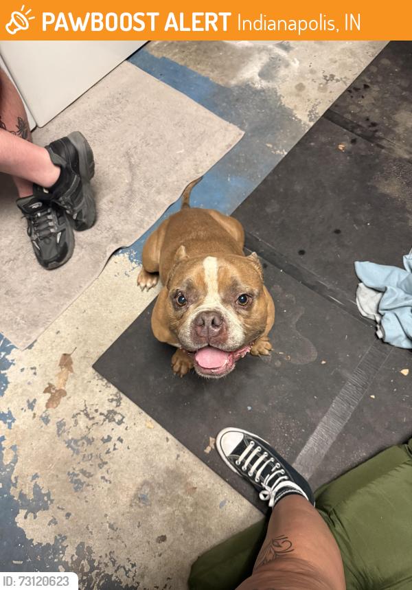 Found/Stray Male Dog last seen 34th St and Bay View Way, Indianapolis, IN 46214