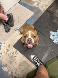 Found/Stray Male Dog last seen 34th St and Bay View Way, Indianapolis, IN 46214