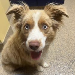 Found/Stray Male Dog last seen 89th Ter and Pflumm Rd, Lenexa, KS 66215