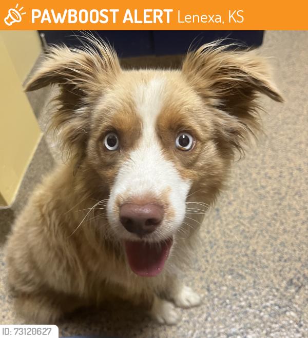 Found/Stray Male Dog last seen 89th Ter and Pflumm Rd, Lenexa, KS 66215