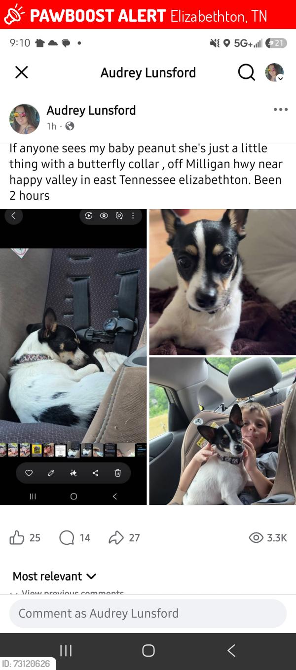 Lost Female Dog last seen Oakmont dr, Elizabethton, TN 37601